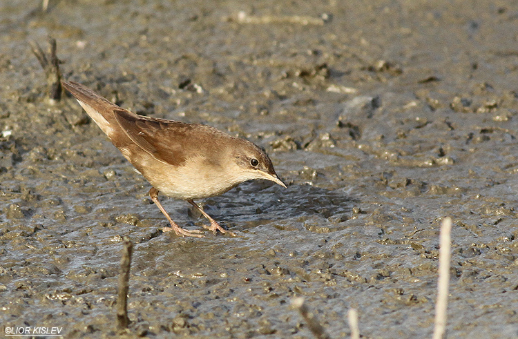 Savi‘s Warbler  Locustella luscinioides ,Maayan Tzvi ,05-10-13.Lior Kislev